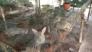 BNR rabbit farm.sale vedio
