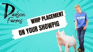 Whip placement while whip training your showpig for a livestock show #showpigs #livestockshow