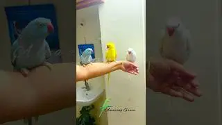 My Tricolour Ringneck Parrots #ytshorts#parrotcare#amazinggraceparrots#parrotlovers#parrotsofyoutube