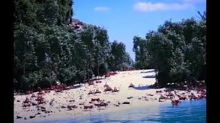 just a regular crab rave, nothing to see here folks
