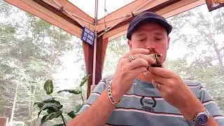 Thoughts on Amphora Full Aroma