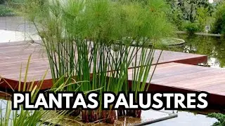 PLANTAS Palustres para ESTANQUES