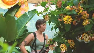 The Swallowtails - Not Mine (Live in a Butterfly Gazebo)