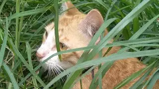 Si oren & si belang nemenin tidur.😴video santai buat relax