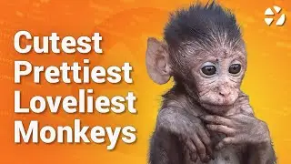 Unexpected monkey encounter - Khao No, Thailand