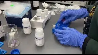 Allprep RNADNA mini Kit Qiagen