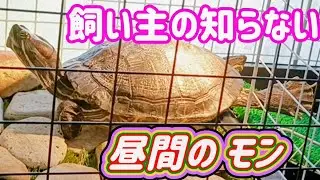【驚愕】カメってアクビするよ😳‼️足もこんなにパタパタ‼️初めて見た…🫢