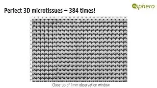 InSphero 384 Microtissue Format