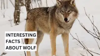 Amazing Facts About The Wolf You Didn't Know! | Zoological Facts