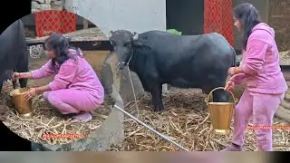 यह भैंस डंडा लेकर भी दूध नहीं निकालने दे रही#dangers buffalo milking#cow #buffalo#farminglife #farm 