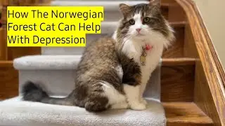 How The Norwegian Forest Cat Can Help With Depression