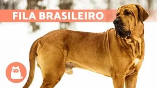 FILA BRASILEIRO Dog Breed 🔥 Characteristics, Care and MORE