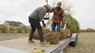 Big Bird Landscaping Tree Planting