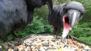 Baby Crow learning to eat