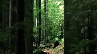The Forest of Giants | Nature&rsquo;s Untold Story 🌳🌿