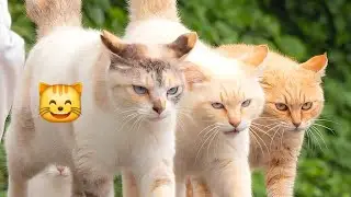 Super Funniest Animal Moments 😸 | Hilarious And Cute Pet Videos