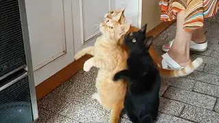yelling cat