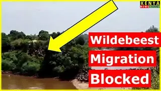 Wildebeest Migration Drama - Maasai Mara Campers Scare the Animals