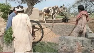 Chaff cutter machine operate with bull || High Speed Bull on help with Gear Tokka Machine #tokka