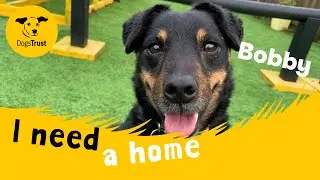 Bobby the terrific Terrier cross | Dogs Trust West Calder