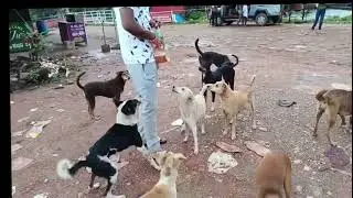 aaj to Bhai Ke Piche kutte hi Pad Gaye🐕🐶🐕😁😁#new #newvlog #youtubevideo #videoblog 