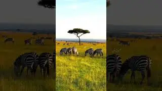 Why not Masai  Mara adventure? Unlimited wildlife sightings #kenya #shorts #viral #video #trend #fyp