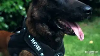 Harnais New Pro  Dogart