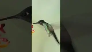 humming bird #oddlysatisfying #hummingbird #beautiful #animation