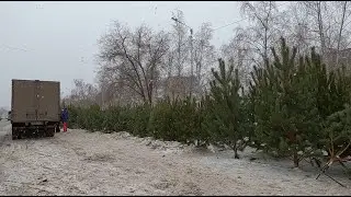 Костанай ёлки в городе