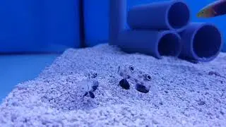 Signigobius biocellatus