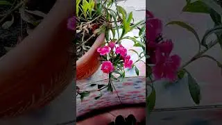 seed collecting video is coming #garden #plants #trending  #nature #shorts #harvest #fyp #flowers