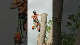 Tree Surgeon Coventry