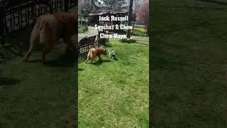 #cute #jackrussellterrier #chowchow #games #dogs #shortsyoutube