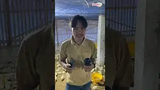 How to Measure the Heat Stress Index of Chickens in a Coop