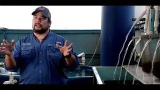 SPRING GENETICS TILAPIA. DOCUMENTAL DEL NÚCLEO GENÉTICO EN MIAMI, FL.