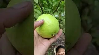 #fruit #fruitcutting #guava #food #vegetables #song #music #love #makeup #emcobanglongvequemecunganh