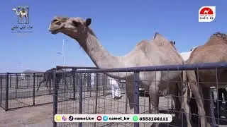 الرسالة ( 2 ) مزاد الحناكية - الإستعدادات النهائية للمزاد