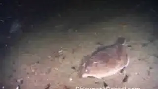 Dangerous Dive Off Georges Bank On The Alexander