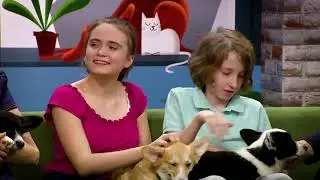 Выбор породы. Вельш корги.