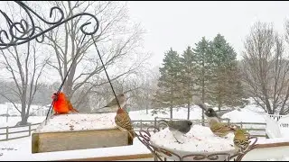 Birds At Snowy Bird Feeders | CAT TV - Birds For Cats To Watch | Relaxing Bird Sounds For Sleep