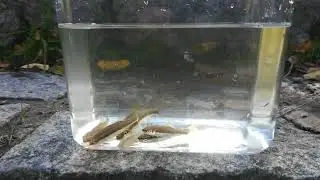 Elritzen im Glas in slow motion