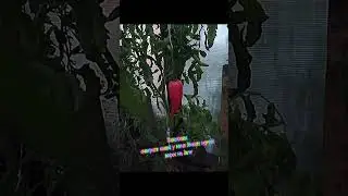 Спойлер это синьоро помидоро #нп #эдисон #edit