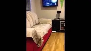 Husky couch diving
