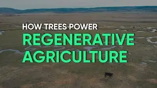 Regenerative agriculture, livestock and tree planting in Segovia 🌱🌳