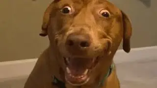 Dog stretched during birth looks like this
