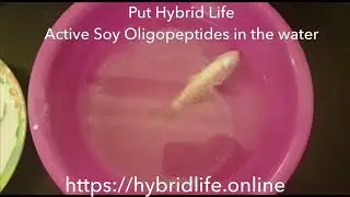 Hybrid Life Soy Oligopeptides Speedy Recovery
