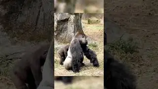 Baby Gorilla Annoying His Father