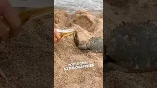 These guys had a crab open their bottle 😂