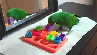 Parrot Completes Puzzle - Jasper the Eclectus Parrot