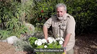John, Cosmos bipinnatus, garden cosmos